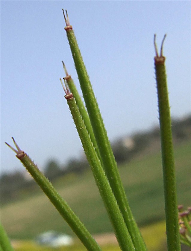 הפרי האופייני. צילום: שרה גולד