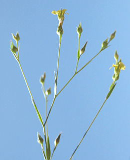 נחל כלח, 12-5-09. צילום: © שרה גולד