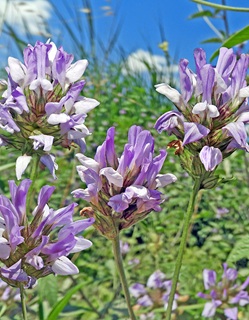 שרעול ארץ ישראלי. צילום: © נעם עביצל