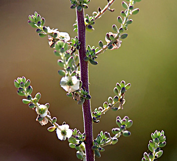 צילום: © אלי ליבנה