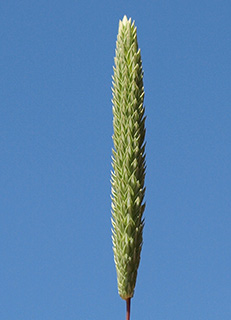 גולן ליד עין זיוון , 4-2009. צילום: © דרור מלמד