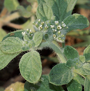 צילום: © דרור מלמד