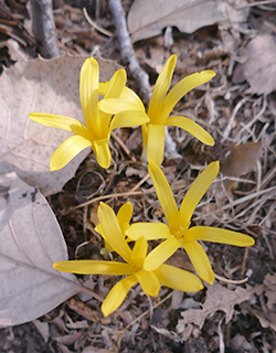 גבעת-עדה גן המייסדים , 10-2017. צילום: © שרה גולד