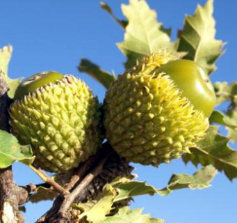 עמק מאן, נובמבר. צילום: © מייק לבנה