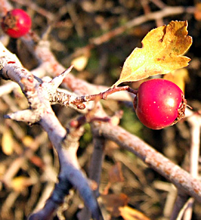 חרמון, נובמבר. צילום: © שרה גולד