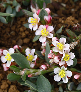 עמק מאן בחרמון, 11-2015. צילום: © אלי ליבנה