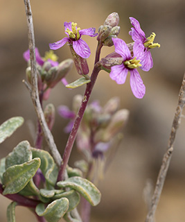 בורות לוץ , 3-2014. צילום: © שרה גולד