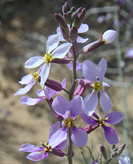 בקעת עובדה, 1-2013. צילום: © ערגה אלוני