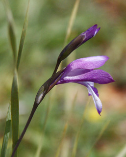 שומרון, מרץ. צילום: © שרה גולד