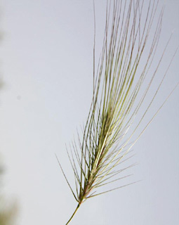 צפון הגולן, 5-2011. צילום: © ערגה אלוני