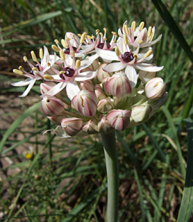 גולן נחל אל-על. צילום: © שרה גולד