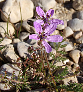 ליד שדה בוקר, דצמבר. צילום: © שרה גולד