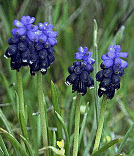 כדן נאה, צילום: © יהודה מרטה