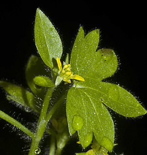 צילום: © יהודה מרטה