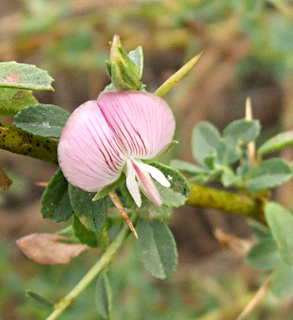 גמזו, מאי. צילום: © שרה גולד