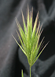 מרץ. צילום: © אלי ליבנה