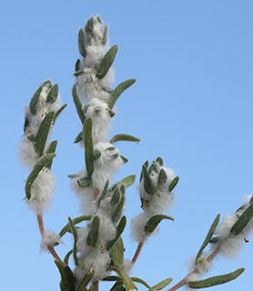 ים המלח, 2-2020. צילום: © שרה גולד