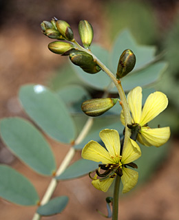 גן בוטני אוניברסיטת תל-אביב. צילום: © ערגה אלוני