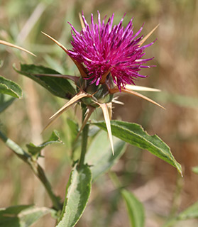 ליד מצפה יריחו, 3-2021. צילום: © שרה גולד