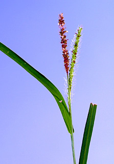 בכניסה לדרדרה ליד הירדן , 4-2014. צילום: © דרור מלמד