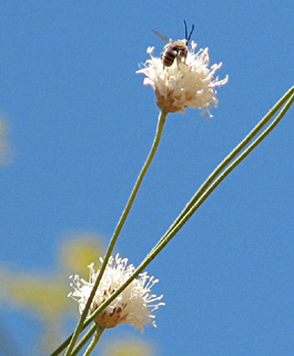 חרמון, יולי. צילום: © ערגה אלוני