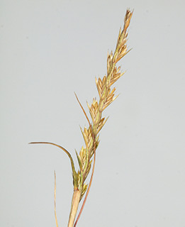 הר הנגב, 5-2015. צילום: © דרור מלמד