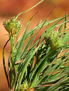 אשקלון, מרץ. צילום: © אלי ליבנה