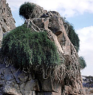 סיני. צילום: © עמיקם שוב