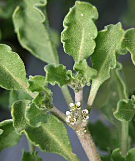 עין גדי, דצמבר. צילום: © אלי ליבנה