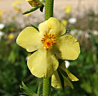 יער שוהם, פברואר. צילום: © שרה גולד