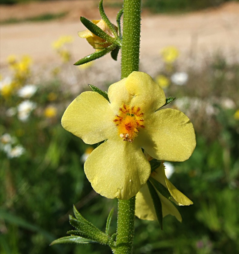 מראה כללי. צילום: שרה גולד
