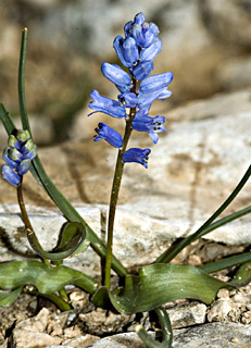 סרטבה, פברואר, צילום: ©  יהודה מרטה