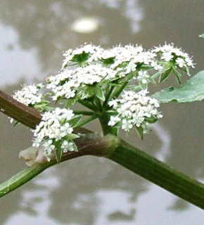 עין עקוב בגולן, פברואר. צילום: © שרה גולד