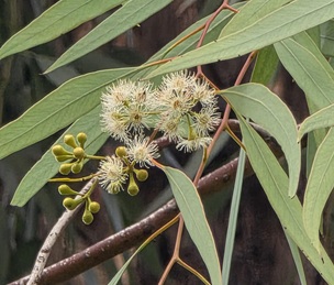 איקליפטוס קרברה - פריחה - גן בוטני אילנות - דצמבר 2025. צילום: טובית שפירא