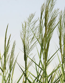 שלולית רוברטס. צילום: © אלי ליבנה