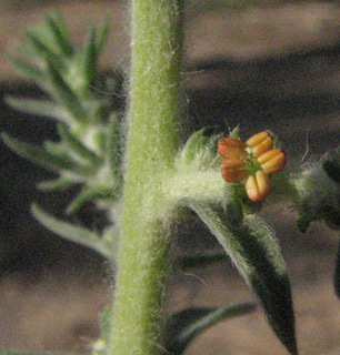 עין הנציב, 9-2010. צילום: © איתן שפירא