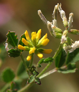 דרום מישור החוף אשקלון, מרץ. צילום: © אלי ליבנה