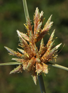 צילום: © אלי ליבנה