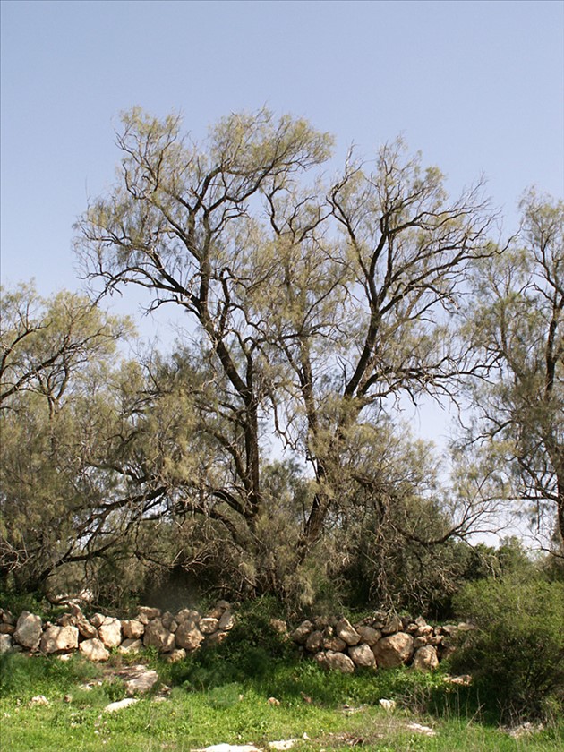 מראה כללי. צילום: עמרם אשל