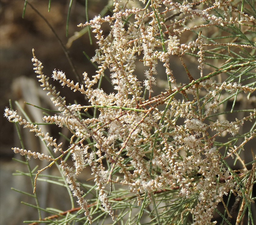 כפתורים ופריחה. צילום: נעם עביצל