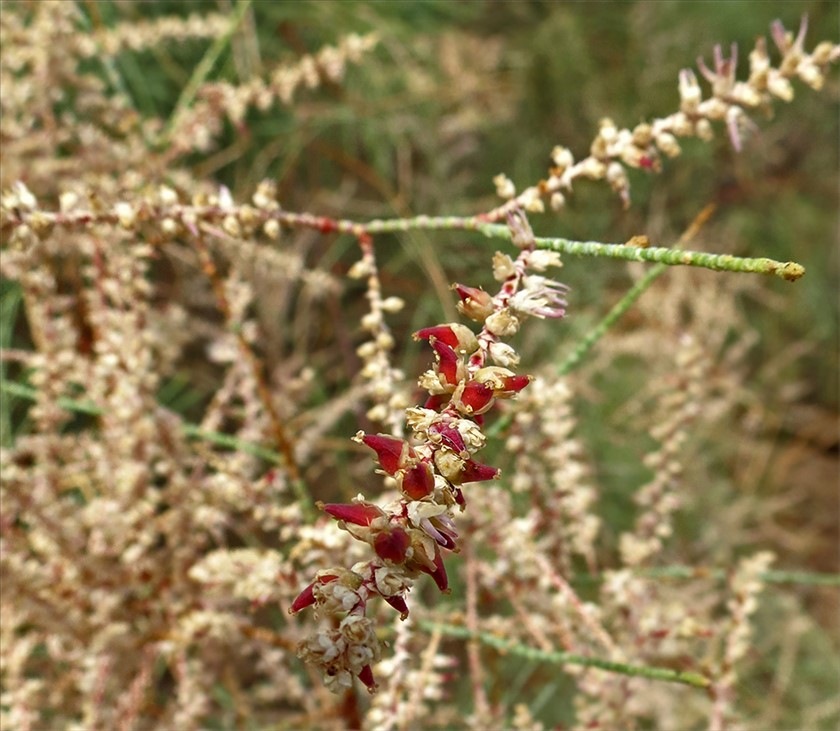 פירות. צילום: נעם עביצל