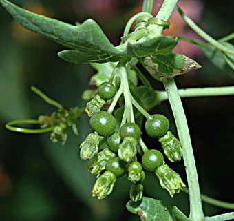 מרץ. צילום: © עמיקם שוב