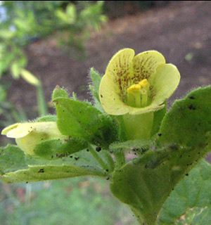 גליל, מרץ. צילום: © יואב גרטמן