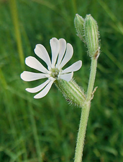 צפת, 4-2013. צילום: © אלי ליבנה