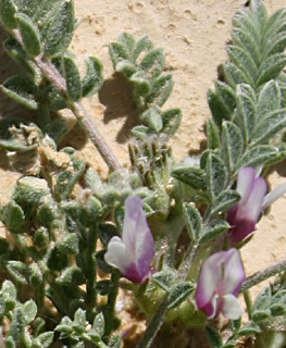 ערבה, פברואר. צילום: © ערגה אלוני