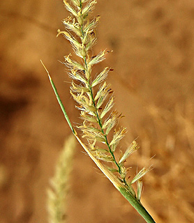 מכתש רמון, מאי. צילום: © אי ליבנה