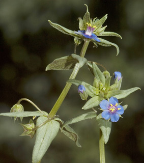 נחל צלמון, 6-2010. צילום: © יהודה מרטה