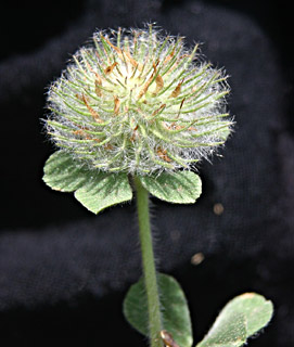 צילום: © אלי ליבנה