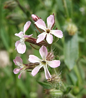 כרכור, מרץ. צילום: © שרה גולד