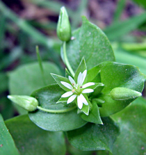 שרון, מרץ, צילום: © ערגה אלוני